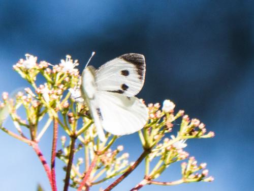 Réf. 180 082 : Pieris brassicae